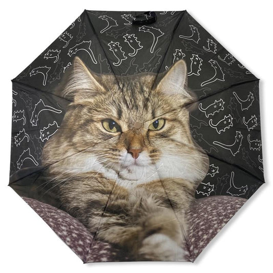 Maine Coon cicás esernyő
