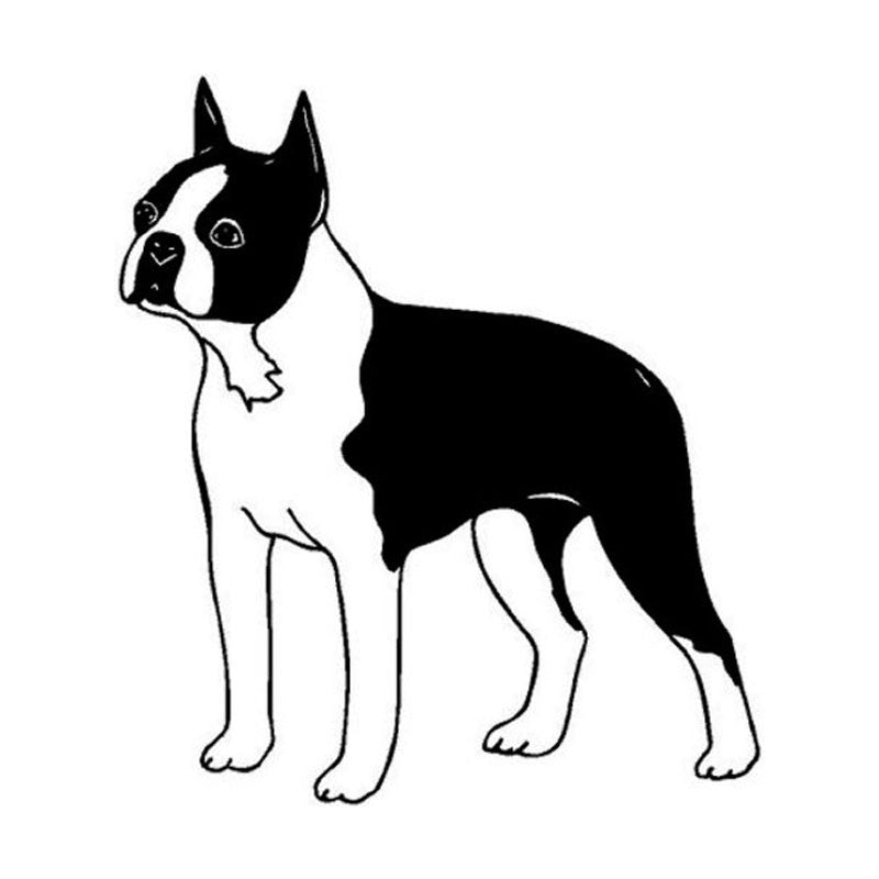 Boston terrier kutyás matrica