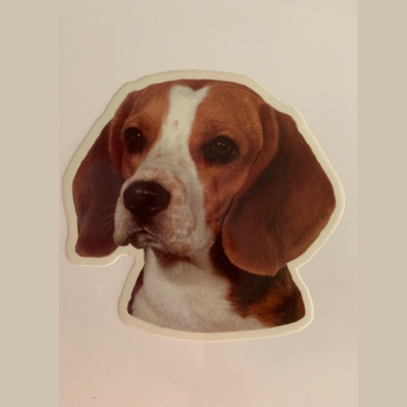 Beagle kutyás matrica