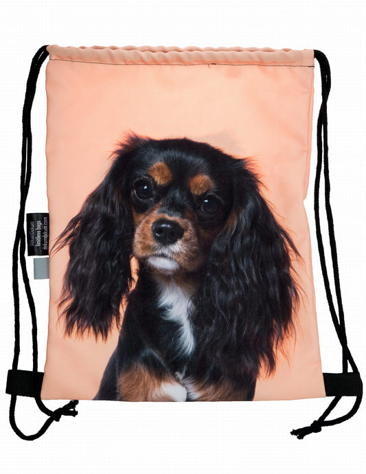 Cavalier King Charles spániel kutyás tornazsák